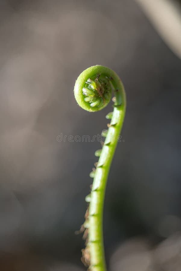 Young shoot of fern close up